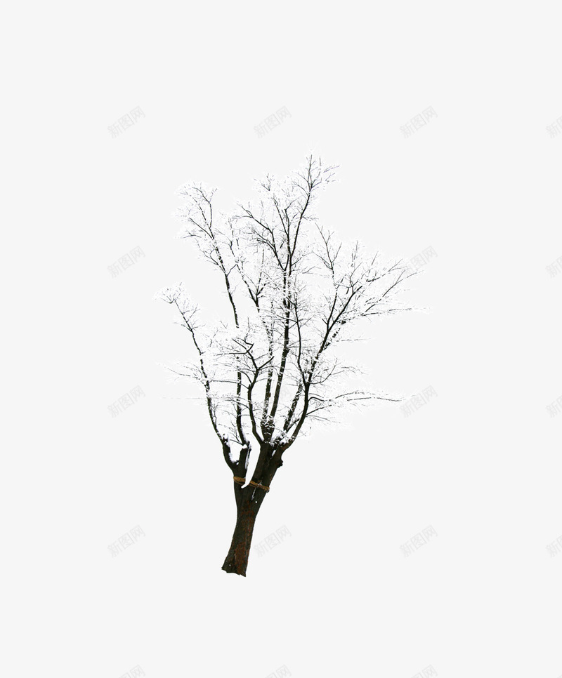 带雪的树png免抠素材_新图网 https://ixintu.com 冬天的树 带雪的树 树木