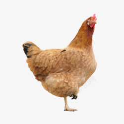 单脚独立单脚独立的母鸡高清图片