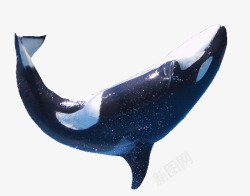 齿鲸虎鲸跳水高清图片