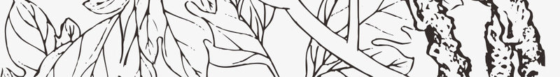 手绘牡丹png免抠素材_新图网 https://ixintu.com 国花 植物 白牡丹 花朵 花瓣 黑白