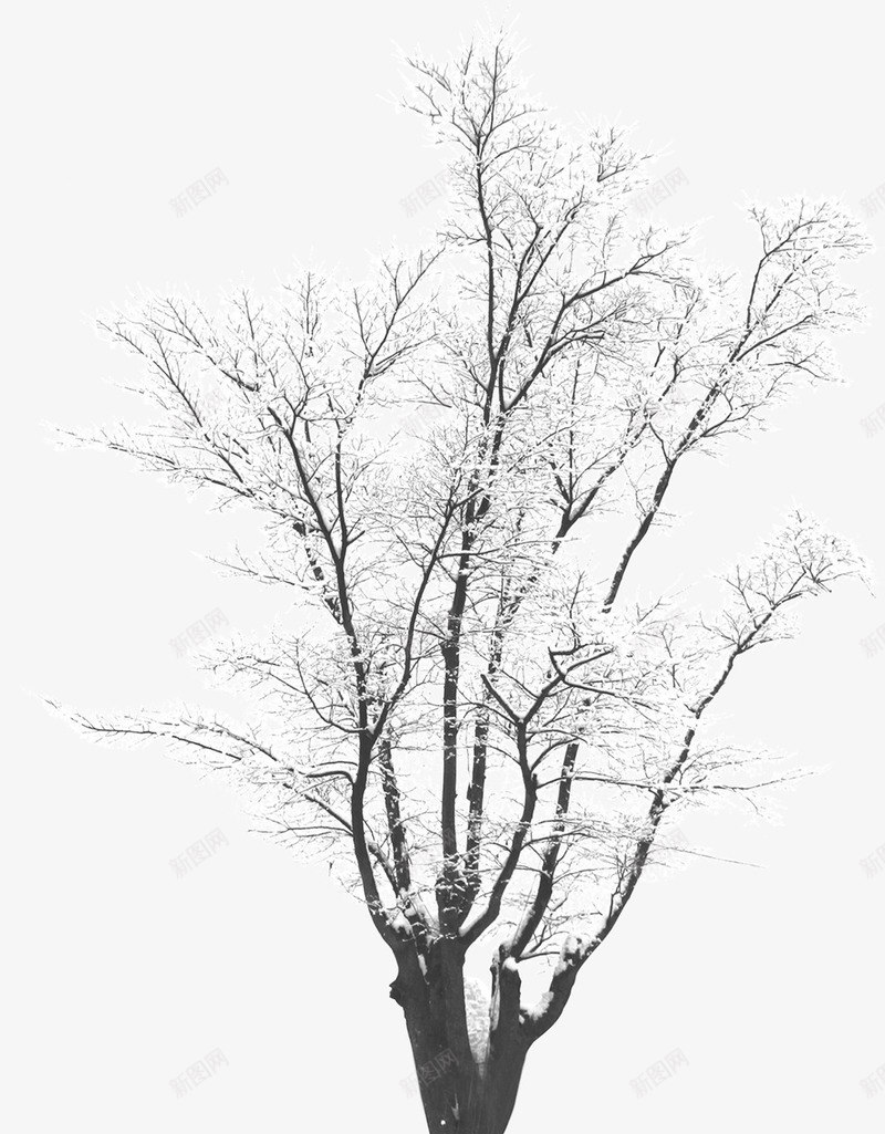 摄影冬天的树木造型png免抠素材_新图网 https://ixintu.com 冬天 摄影 树木 造型