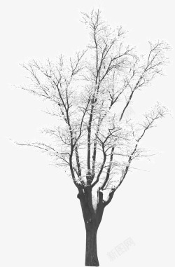 摄影冬天的树木造型素材