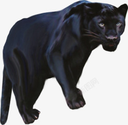 野生动物黑色黑色豹子高清图片