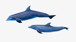 深海动物海豚高清图片