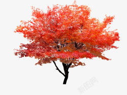 枫树png素材红枫树高清图片