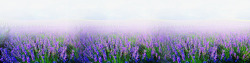 紫色人偶熏衣草薰衣草地高清图片