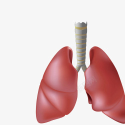 3d肺部假模图素材