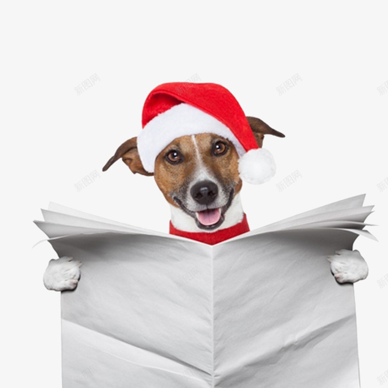 看报纸的圣诞宠物狗psd免抠素材_新图网 https://ixintu.com 圣诞狗 圣诞节 宠物狗 看报纸 节日