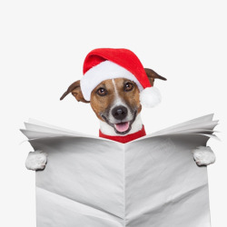 圣诞报纸看报纸的圣诞宠物狗高清图片