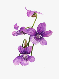 紫花地丁素材