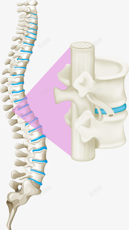 白色骨骼脊柱png免抠素材_新图网 https://ixintu.com 卡通脊柱 白色骨骼脊柱 矢量脊柱 脊柱 骨骼脊柱