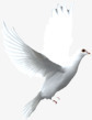 白色飞舞白鸽飞行美景素材