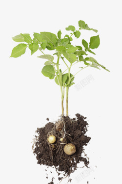 根茎类蔬菜马铃薯苗子高清图片