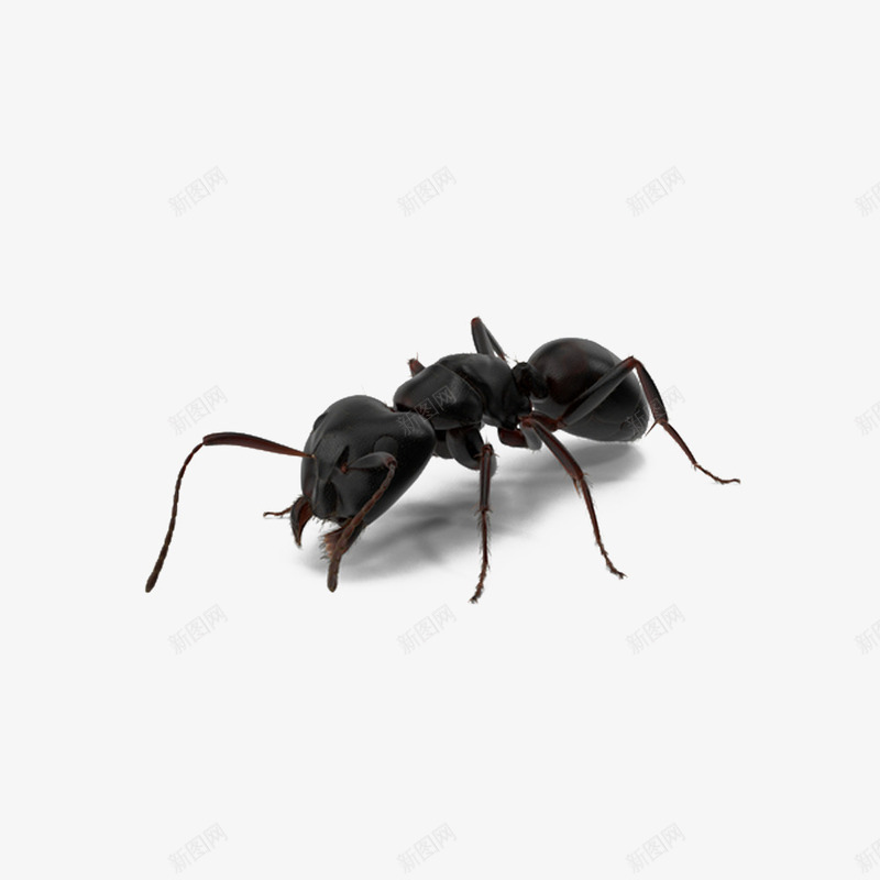 黑色蚂蚁png免抠素材_新图网 https://ixintu.com 动物 昆虫 蚂蚁 蝼蚁 黑色