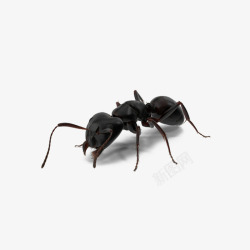 黑色的蚂蚁图片黑色蚂蚁高清图片