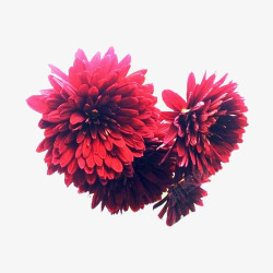 一把墨菊花朵素材