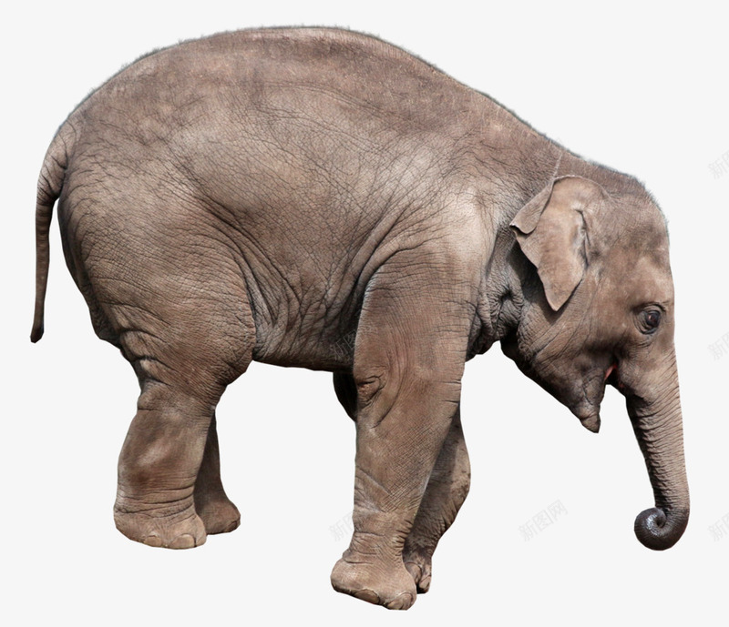 开心的正在喝水的大象png免抠素材_新图网 https://ixintu.com 动物素材 大象素材 开心的风格 正在喝水的 非洲象素材