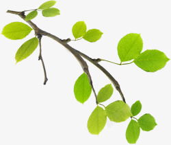 春季清新绿叶树枝创意植物素材