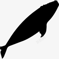 露嵴鲸露脊鲸的剪影图标高清图片