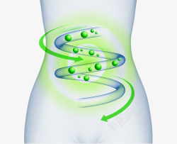身体肠胃肠道循环高清图片