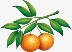 蜜桔砂糖橘树枝高清图片