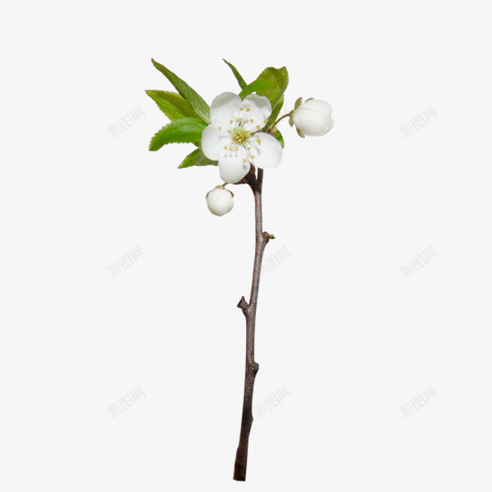 棉花png免抠素材_新图网 https://ixintu.com 一朵花 冬天的花 叶子 树枝 白色花