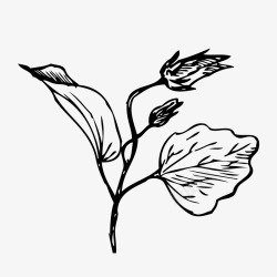 小清新黑白手绘花卉素材