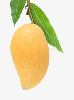 芒果水果素材芒果叶子高清图片