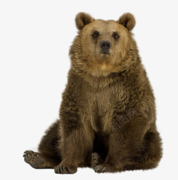 坐着的棕熊坐着的棕熊高清图片