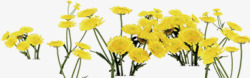 春季黄色花海装饰素材