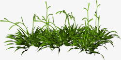 植物元素装饰草素材