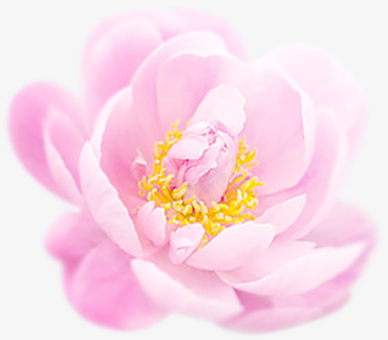 粉色唯美淡雅花朵装饰png免抠素材_新图网 https://ixintu.com 淡雅 粉色 花朵 装饰