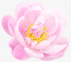 粉色唯美淡雅花朵装饰素材