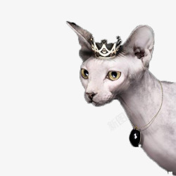 创意珠宝免抠素材珠宝猫咪广告高清图片
