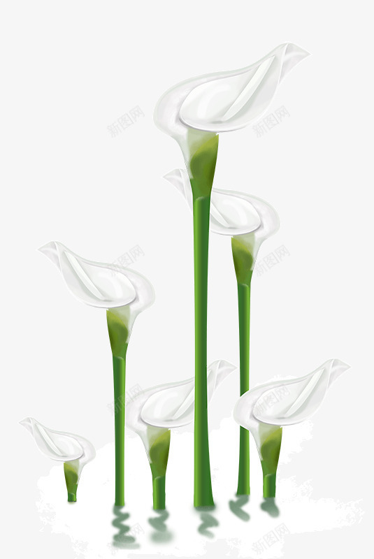 白掌白色植物花朵png免抠素材_新图网 https://ixintu.com 植物装饰 水中倒影 白掌 白色花朵 绿茎 鲜花