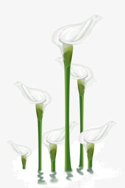 水中植物背景白掌白色植物花朵高清图片