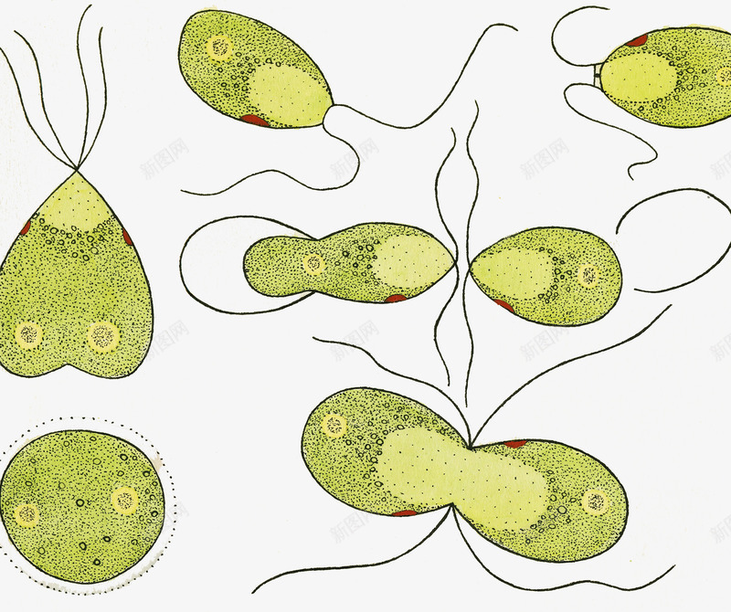 草履虫单细胞生物png免抠素材_新图网 https://ixintu.com 单细胞生物 生物插图 细胞分裂 草履虫