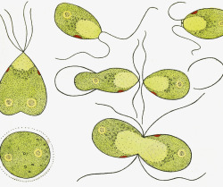 草履虫草履虫单细胞生物高清图片