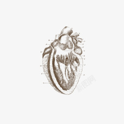 医疗剖面精致手绘心脏器官血管高清图片