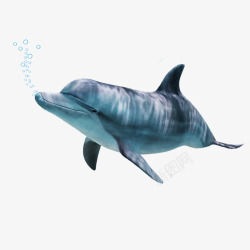 吐泡海豚高清图片
