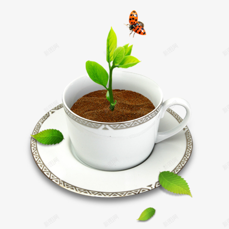 白色咖啡杯植物png免抠素材_新图网 https://ixintu.com 七星瓢虫 叶子 咖啡杯 植物 萌芽