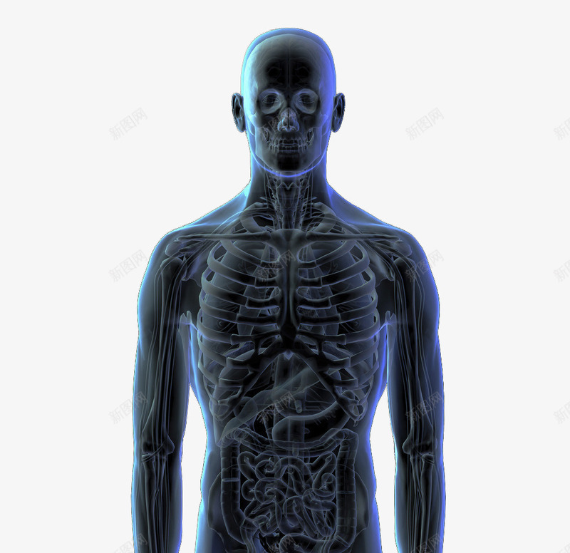 人体3d立体透视图png免抠素材_新图网 https://ixintu.com 人体展示图 人体轮廓图 肋骨 肌肉 透视图