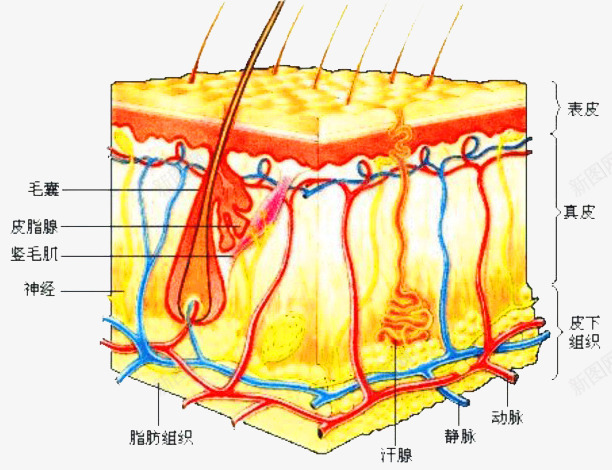 生物学知识皮肤组织png免抠素材_新图网 https://ixintu.com 生物知识 皮肤成分 皮肤构成 组织结构