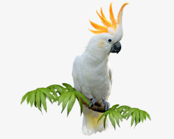白色鹦鹉白色鹦鹉高清图片
