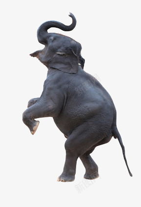 一只仰天长啸的灰色的大象png免抠素材_新图网 https://ixintu.com 动物 大象 庞然大物 灰色