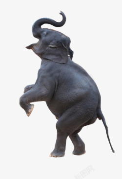 仰天一只仰天长啸的灰色的大象高清图片