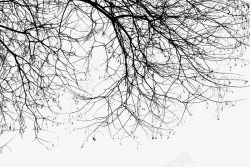 茂密树枝干枯的树枝高清图片