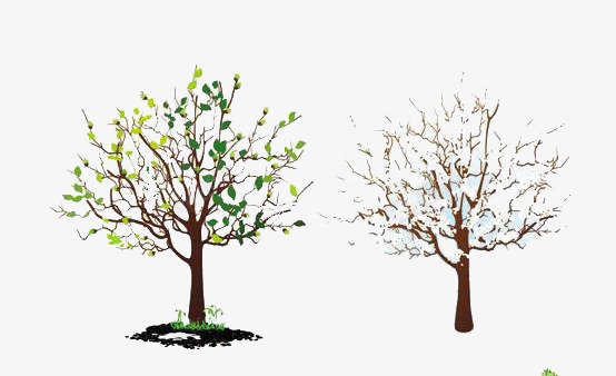 春天的小树与冬天的小树png免抠素材_新图网 https://ixintu.com 冬天 小树 小树免抠素材 春天