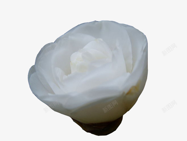 白色山茶花png免抠素材_新图网 https://ixintu.com 植物 生物 白色 白茶花 艺术 花朵