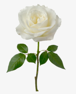 单个玫瑰白玫瑰高清图片